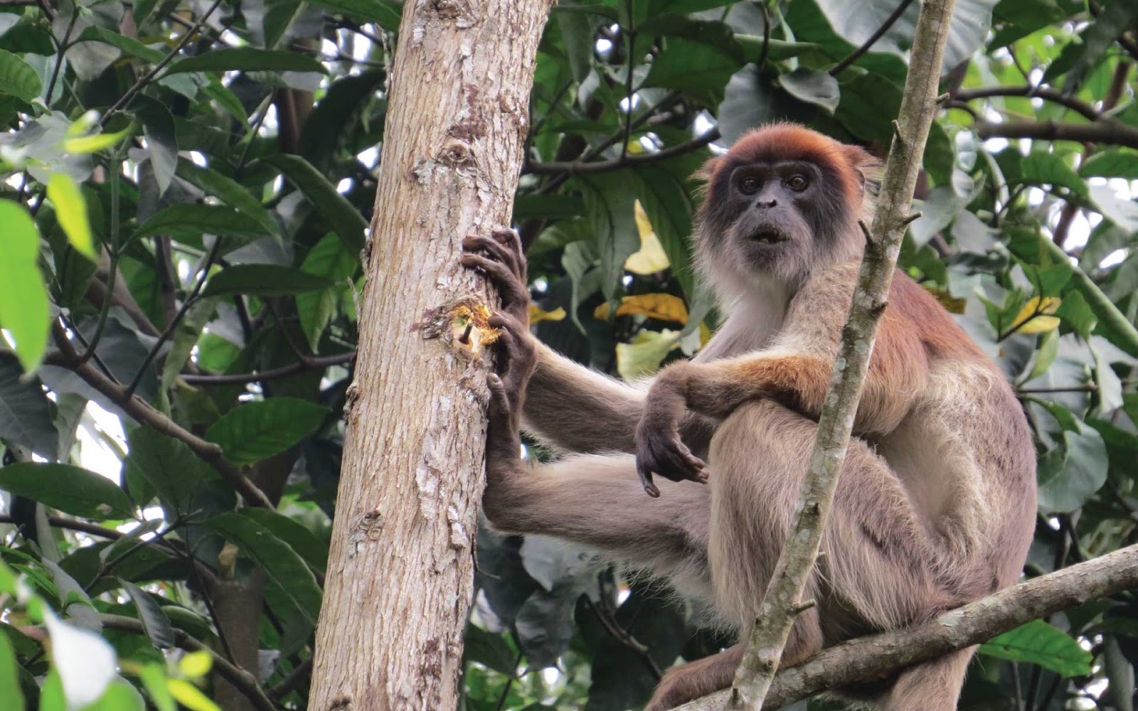 BIGODI WETLAND SANCTUARY - Uganda Safaris & Tours - Uganda Holiday ...