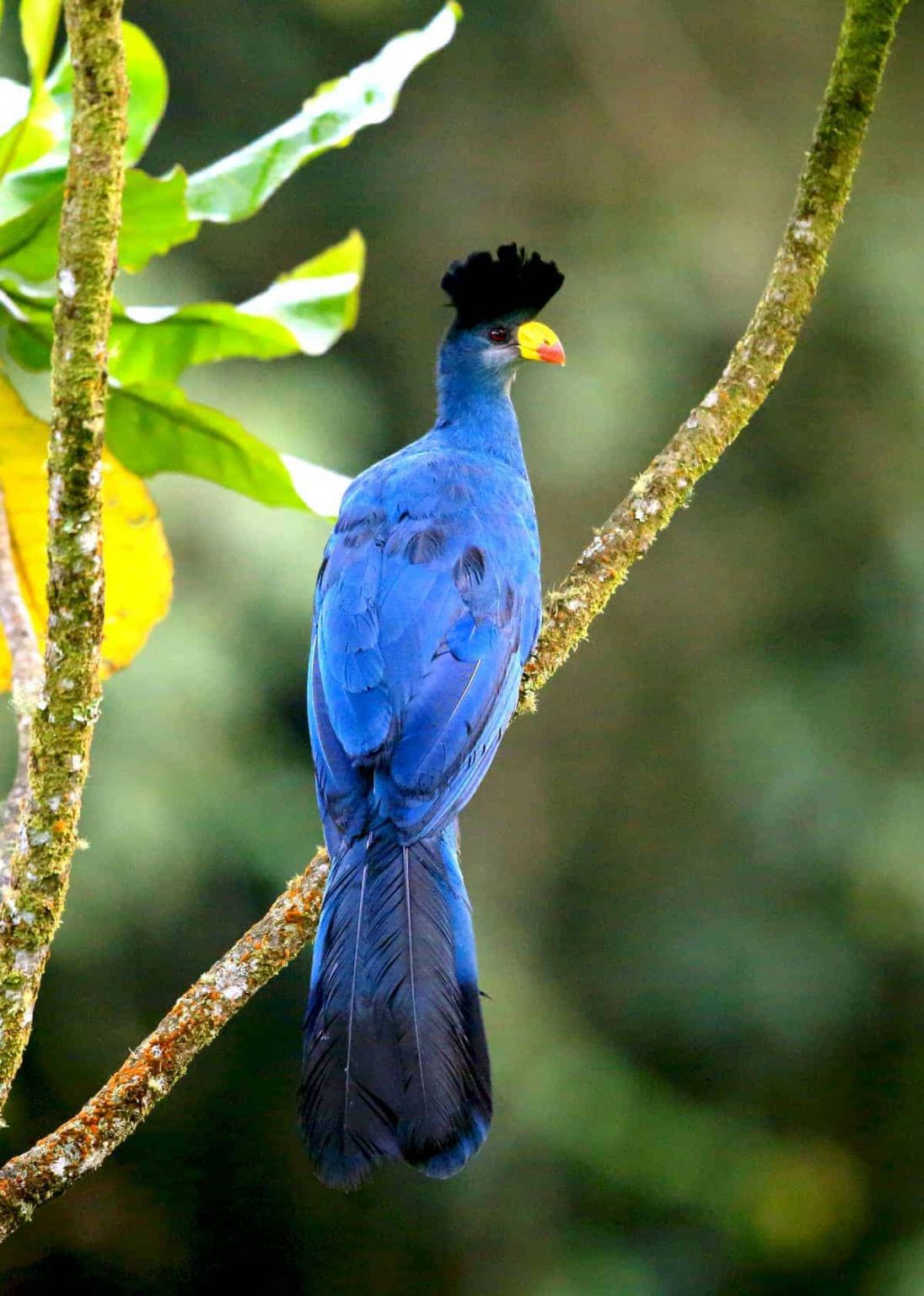 turaco tours