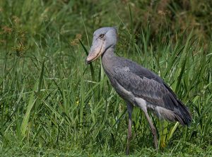 Bird species in Uganda