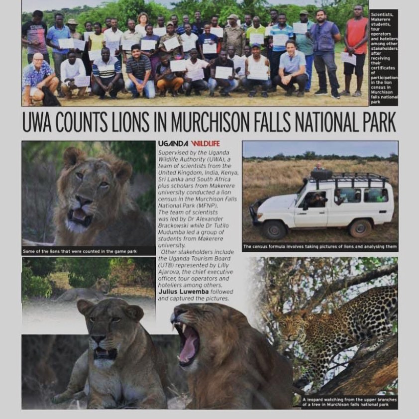 lion census in murchison falls