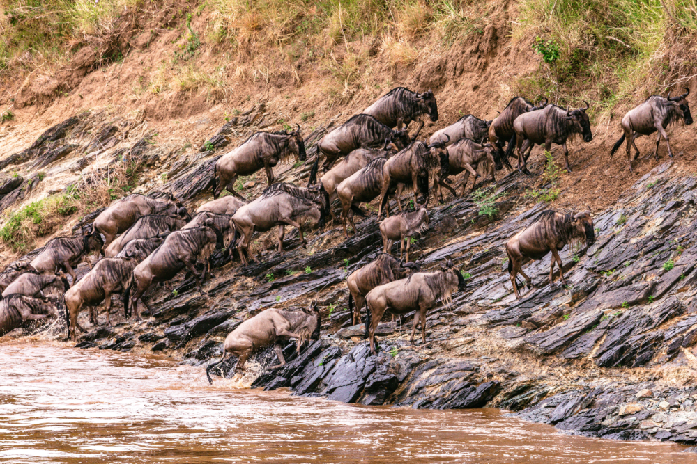 Wildebeest migration in Kenya and Tanzania