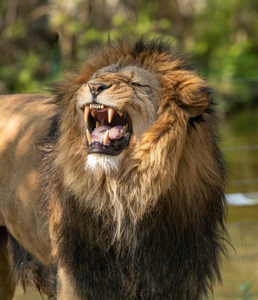 Carnivores and Predators in Uganda