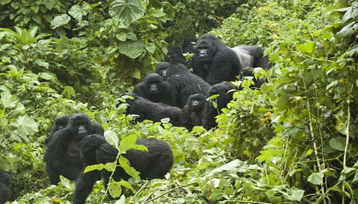 16 days Uganda Gorilla Trekking in Uganda
