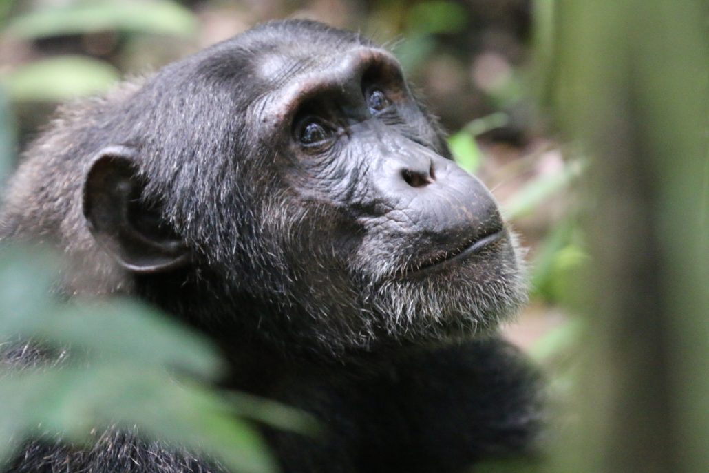 Bwindi Forest – Home of mountain gorillas