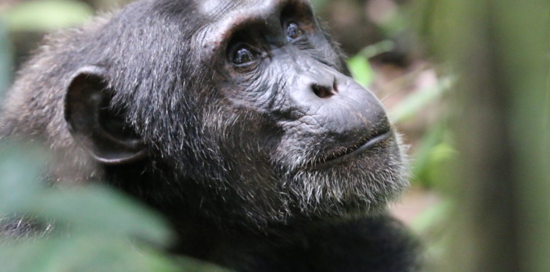 Bwindi Forest – Home of mountain gorillas