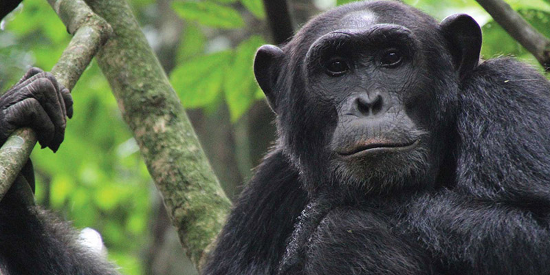 10 days Chimpanzee Tracking